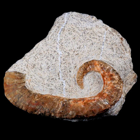 3" Heteromorph Rarest Of Fossil Ammonites Barremain Age Morocco Ancyloceras