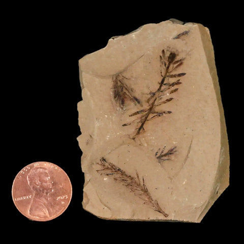 2" Detailed Fossil Plant Leafs Metasequoia Dawn Redwood Oligocene Age MT COA - Fossil Age Minerals