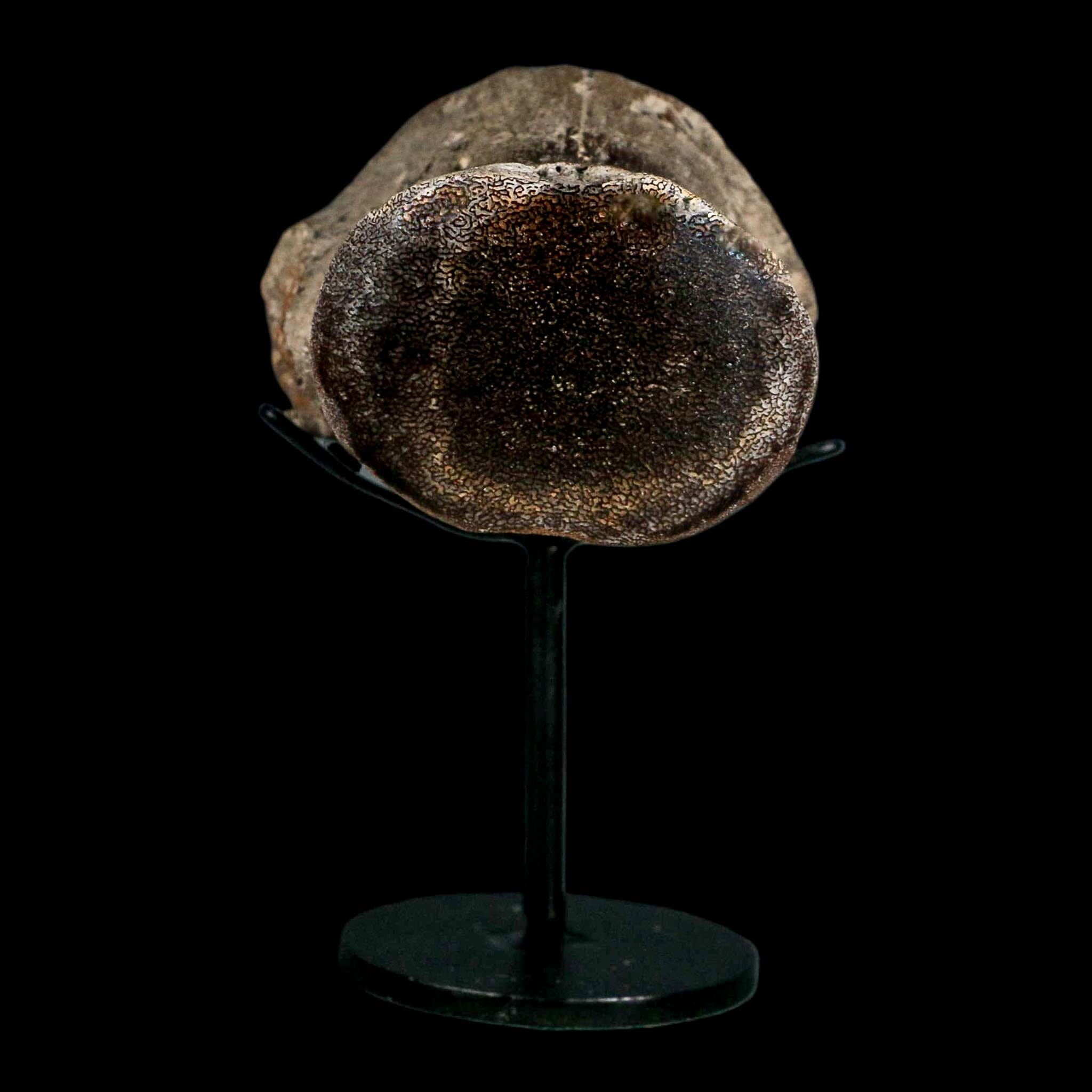 2.7" Mosasaur Fossil Polished Vertebrae Cretaceous Dinosaur Era TX Ozan FM COA, Stand - Fossil Age Minerals
