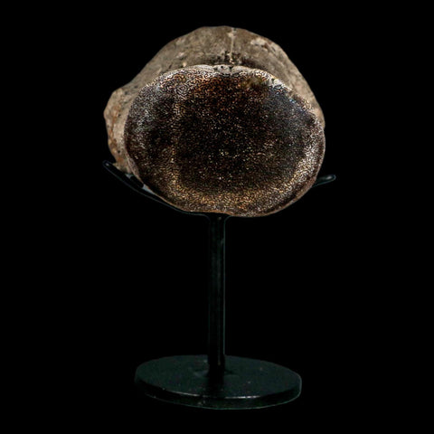 2.7" Mosasaur Fossil Polished Vertebrae Cretaceous Dinosaur Era TX Ozan FM COA, Stand - Fossil Age Minerals