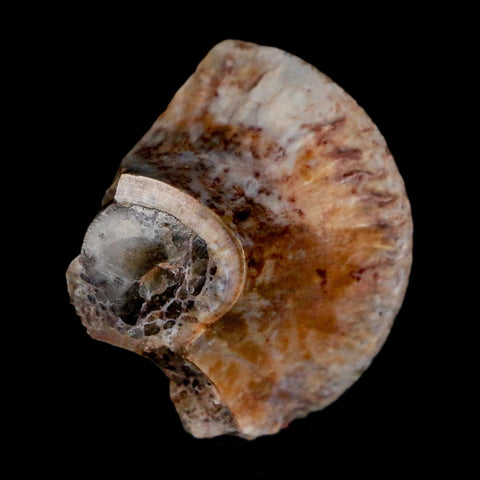 1" Phytosaur Fossil Vertebrae Polished End Triassic Age Archosaur Redonda FM NM COA - Fossil Age Minerals