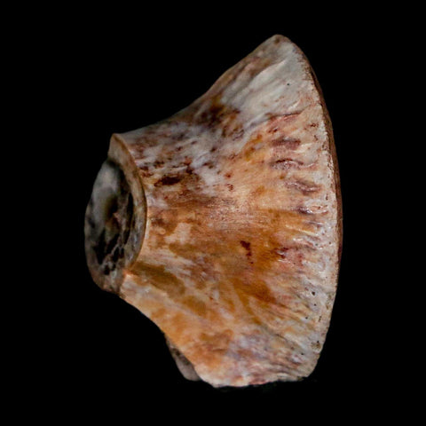 1" Phytosaur Fossil Vertebrae Polished End Triassic Age Archosaur Redonda FM NM COA - Fossil Age Minerals