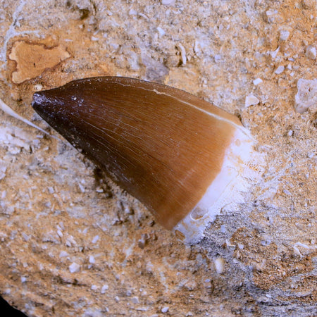 1.6" Mosasaur Prognathodon Fossil Tooth In Matrix Cretaceous Dinosaur Era COA