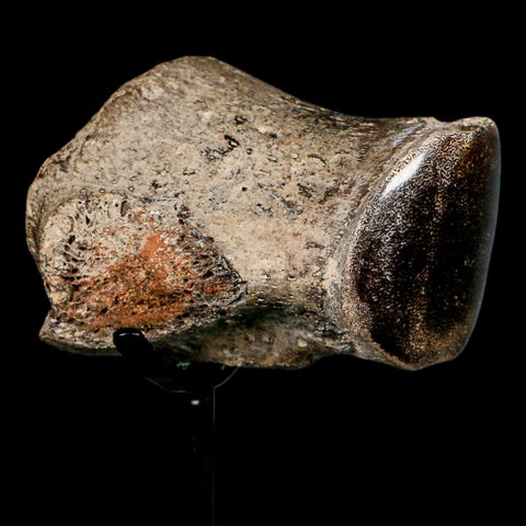 2.7" Mosasaur Fossil Polished Vertebrae Cretaceous Dinosaur Era TX Ozan FM COA, Stand - Fossil Age Minerals