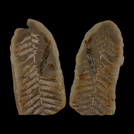 5.2" Pecopteris Fossil Leaves Mazon Creek Nodule Pennsylvanian Age Split-Pair