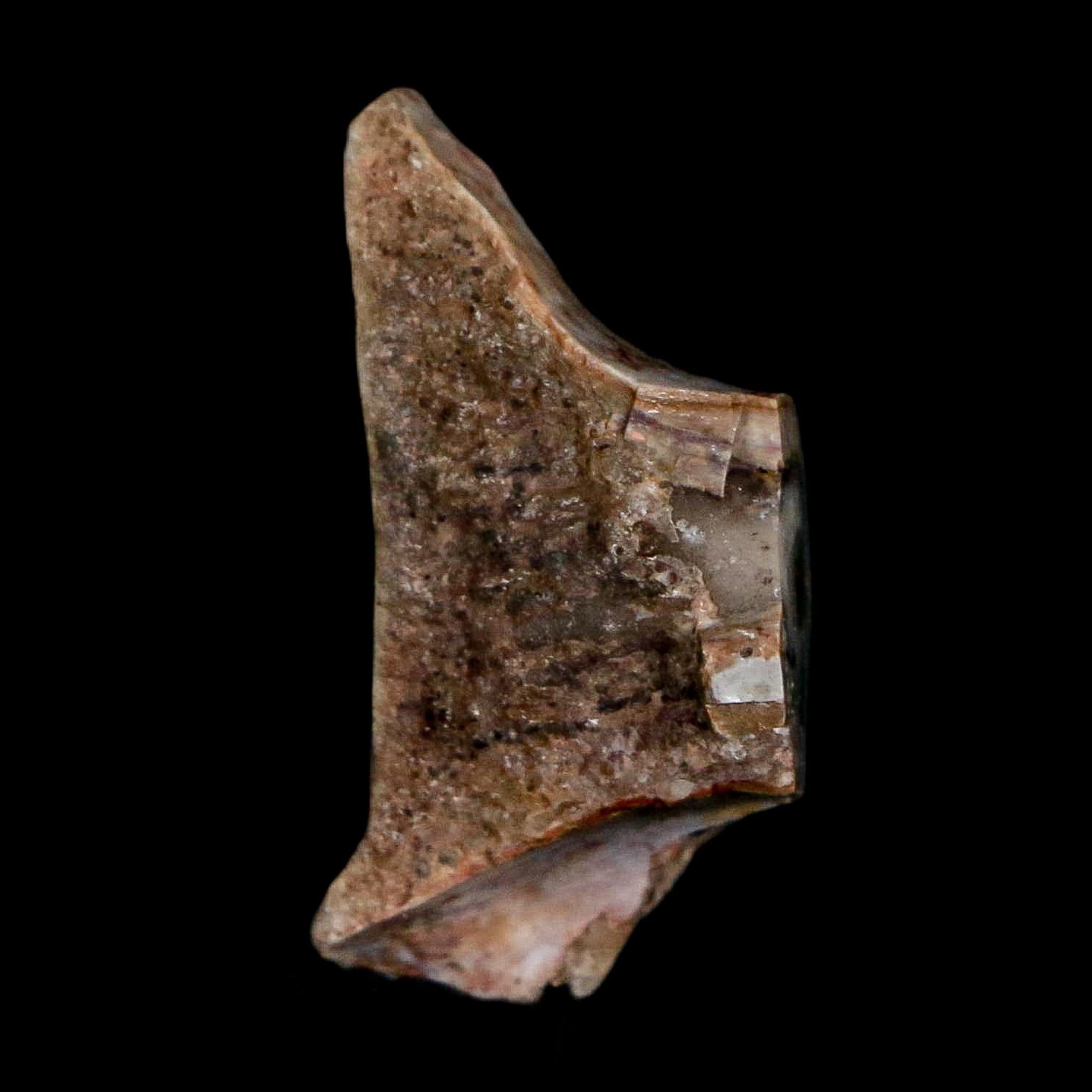 1" Phytosaur Fossil Vertebrae Polished End Triassic Age Archosaur Redonda FM NM COA - Fossil Age Minerals