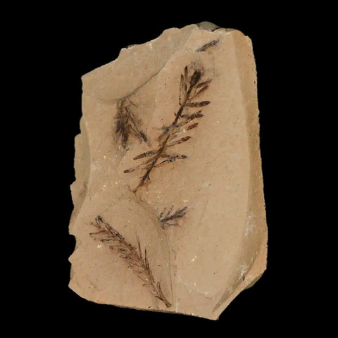 2" Detailed Fossil Plant Leafs Metasequoia Dawn Redwood Oligocene Age MT COA - Fossil Age Minerals