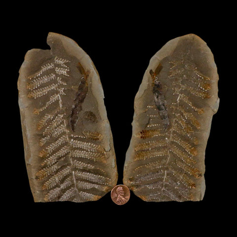 5.2" Pecopteris Fossil Leaves Mazon Creek Nodule Pennsylvanian Age Split-Pair