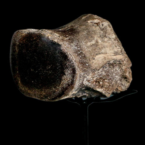 2.7" Mosasaur Fossil Polished Vertebrae Cretaceous Dinosaur Era TX Ozan FM COA, Stand - Fossil Age Minerals
