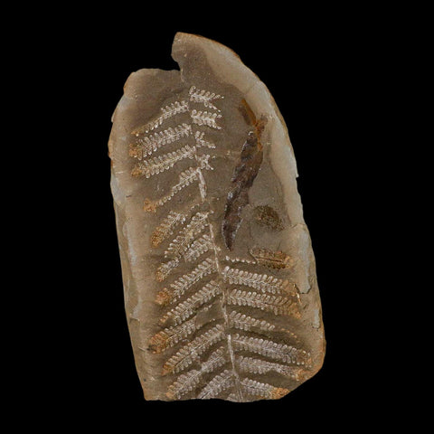 5.2" Pecopteris Fossil Leaves Mazon Creek Nodule Pennsylvanian Age Split-Pair