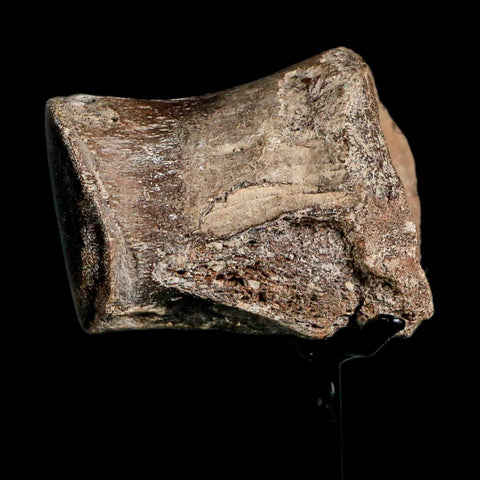 2.7" Mosasaur Fossil Polished Vertebrae Cretaceous Dinosaur Era TX Ozan FM COA, Stand - Fossil Age Minerals