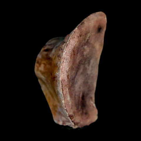 1" Phytosaur Fossil Vertebrae Polished End Triassic Age Archosaur Redonda FM NM COA - Fossil Age Minerals