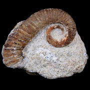 Two 2 Heteromorph Rarest Of Fossil Ammonites Barremain Age Morocco Ancyloceras
