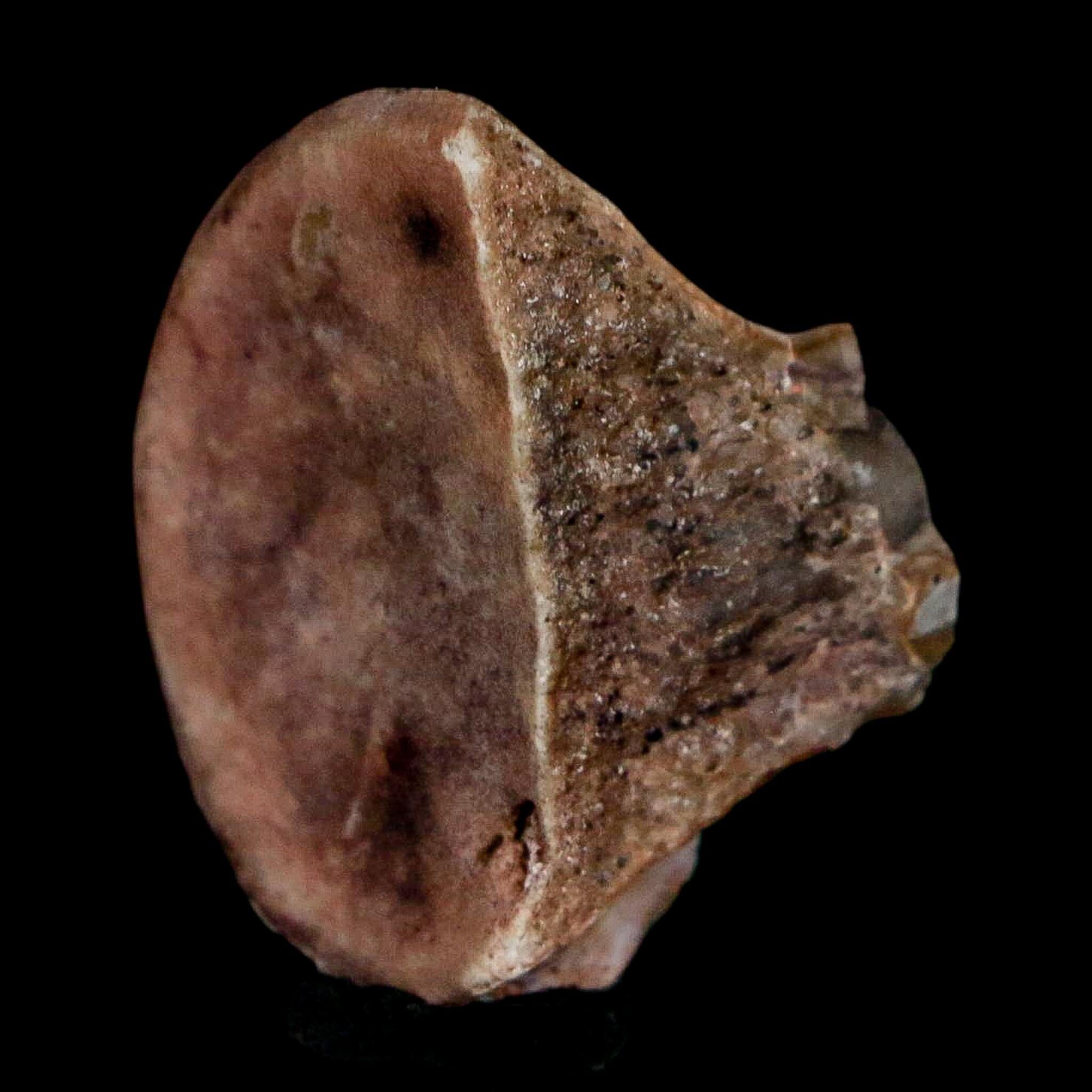 1" Phytosaur Fossil Vertebrae Polished End Triassic Age Archosaur Redonda FM NM COA - Fossil Age Minerals