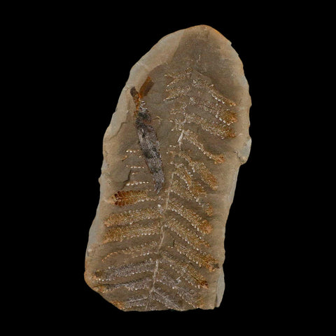 5.2" Pecopteris Fossil Leaves Mazon Creek Nodule Pennsylvanian Age Split-Pair