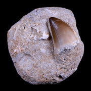 1.6" Mosasaur Prognathodon Fossil Tooth In Matrix Cretaceous Dinosaur Era COA