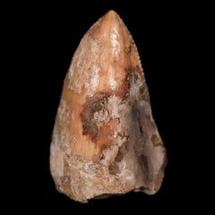 Phytosaur Fossil Teeth