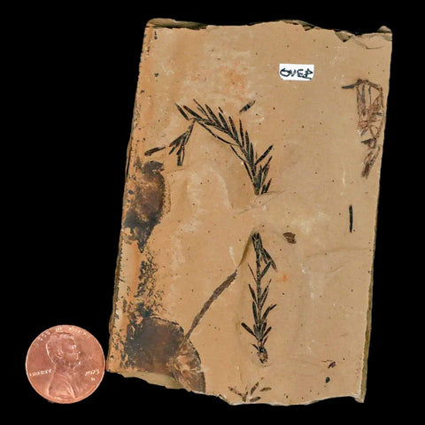 3" Detailed Fossil Plant Leafs Metasequoia Dawn Redwood Oligocene Age MT COA - Fossil Age Minerals
