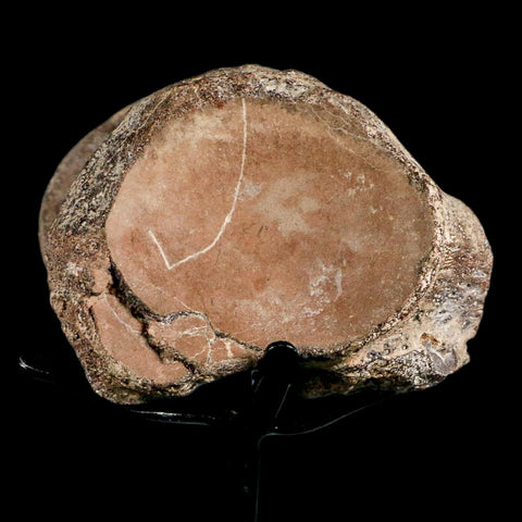 2.7" Mosasaur Fossil Polished Vertebrae Cretaceous Dinosaur Era TX Ozan FM COA, Stand - Fossil Age Minerals