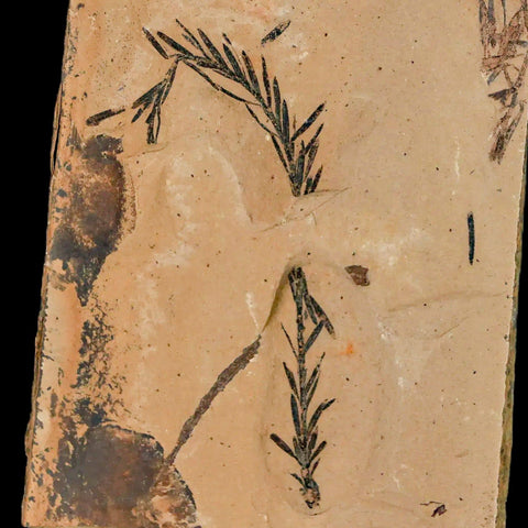 3" Detailed Fossil Plant Leafs Metasequoia Dawn Redwood Oligocene Age MT COA - Fossil Age Minerals