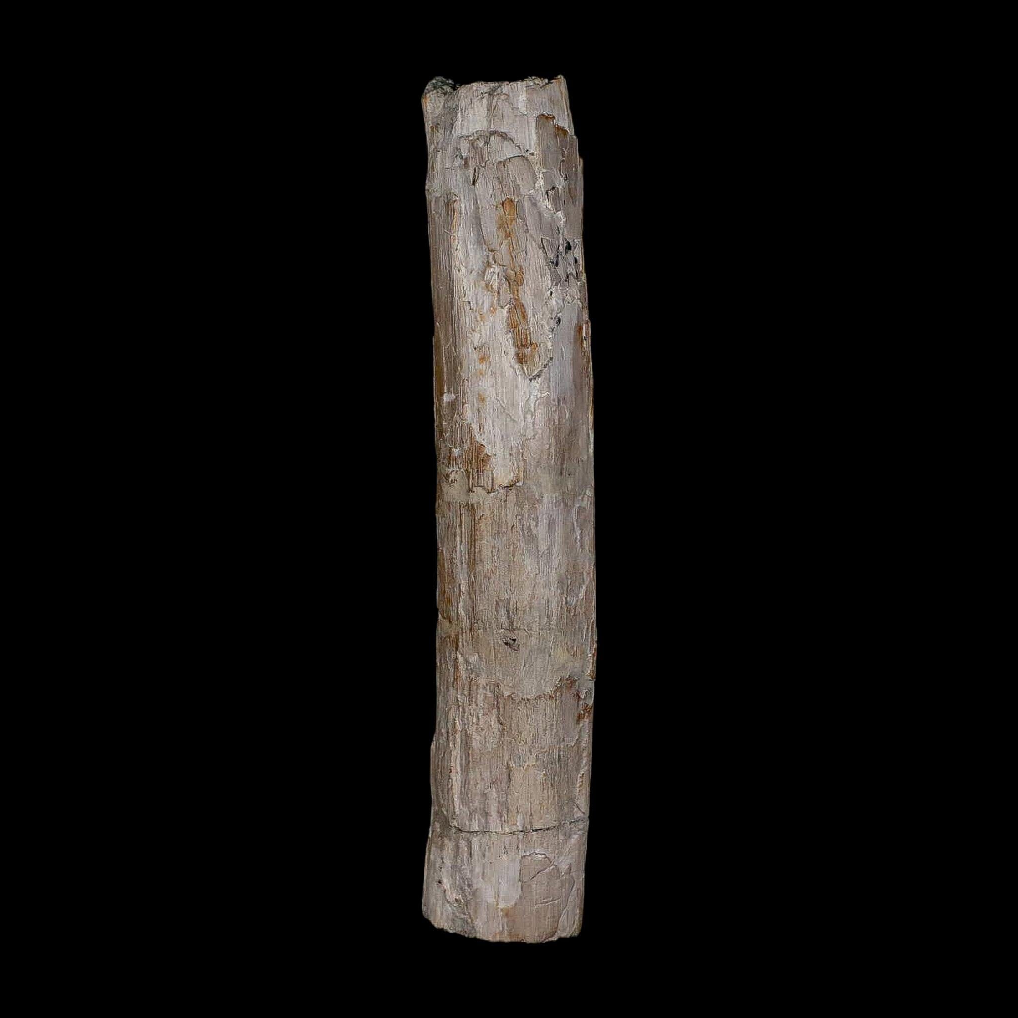 3.9" Phytosaur Fossil Rib Bone Late Triassic Age Archosaur Chinle FM, AZ COA - Fossil Age Minerals