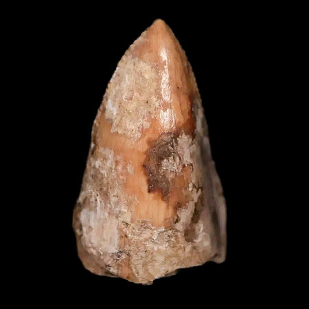 0.5" Phytosaur Fossil Tooth Triassic Age Archosaur Redonda FM NM COA & Display