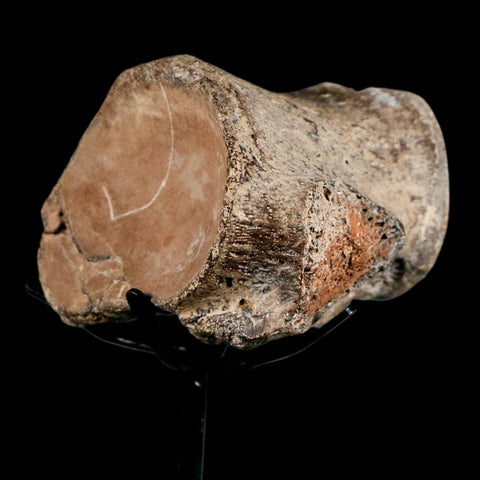 2.7" Mosasaur Fossil Polished Vertebrae Cretaceous Dinosaur Era TX Ozan FM COA, Stand - Fossil Age Minerals