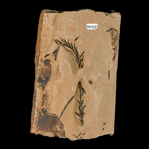 3" Detailed Fossil Plant Leafs Metasequoia Dawn Redwood Oligocene Age MT COA - Fossil Age Minerals