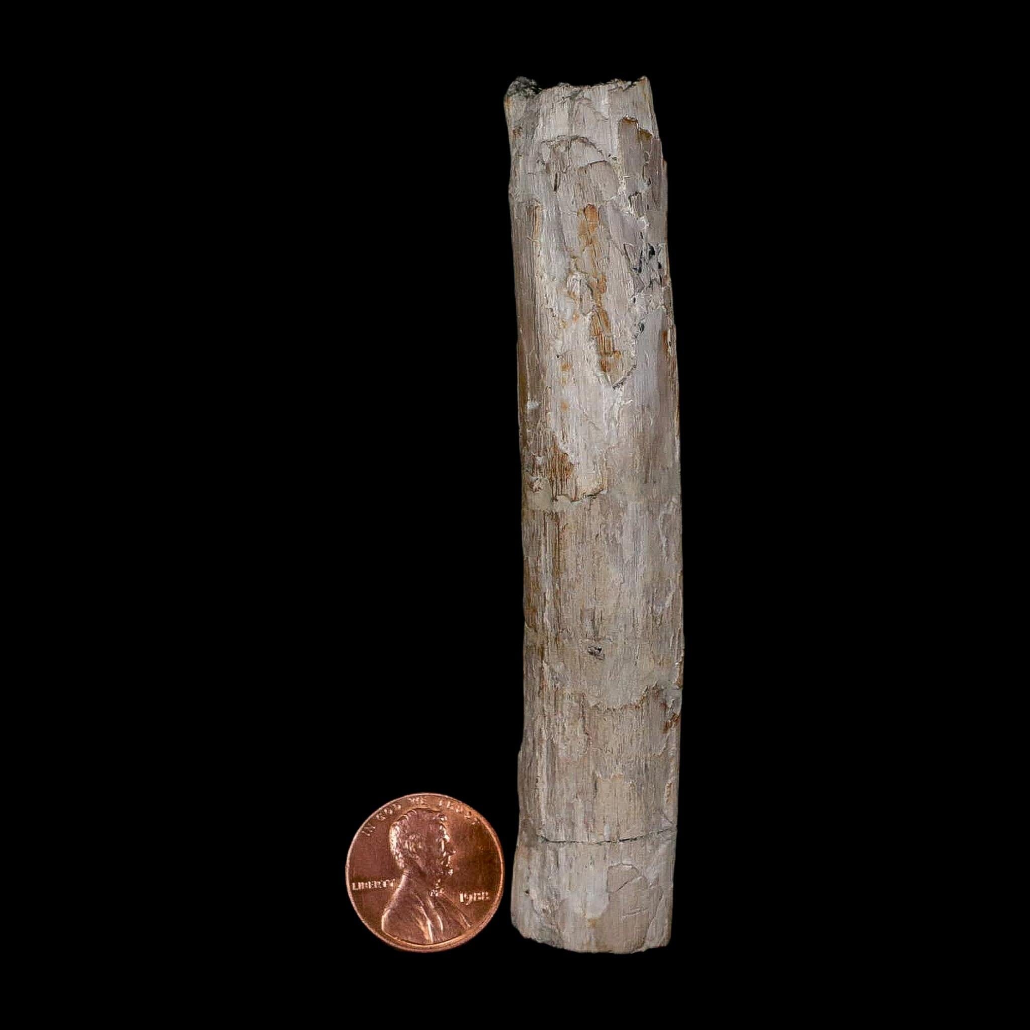 3.9" Phytosaur Fossil Rib Bone Late Triassic Age Archosaur Chinle FM, AZ COA - Fossil Age Minerals