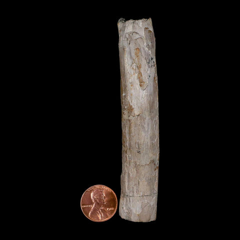 3.9" Phytosaur Fossil Rib Bone Late Triassic Age Archosaur Chinle FM, AZ COA