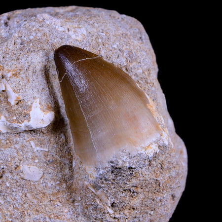 1.6" Mosasaur Prognathodon Fossil Tooth In Matrix Cretaceous Dinosaur Era COA