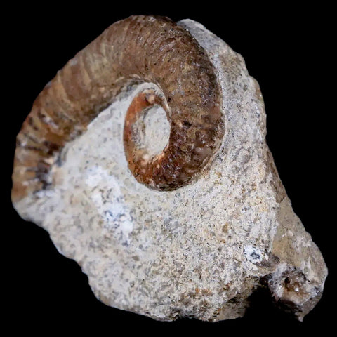Two 2 Heteromorph Rarest Of Fossil Ammonites Barremain Age Morocco Ancyloceras - Fossil Age Minerals