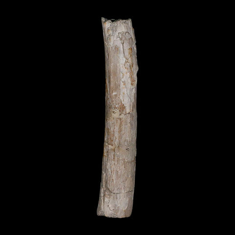 3.9" Phytosaur Fossil Rib Bone Late Triassic Age Archosaur Chinle FM, AZ COA