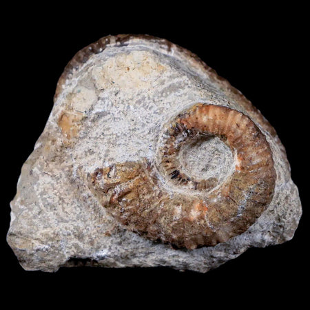 Two 2 Heteromorph Rarest Of Fossil Ammonites Barremain Age Morocco Ancyloceras