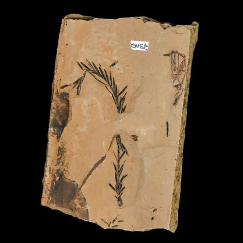 3" Detailed Fossil Plant Leafs Metasequoia Dawn Redwood Oligocene Age MT COA - Fossil Age Minerals
