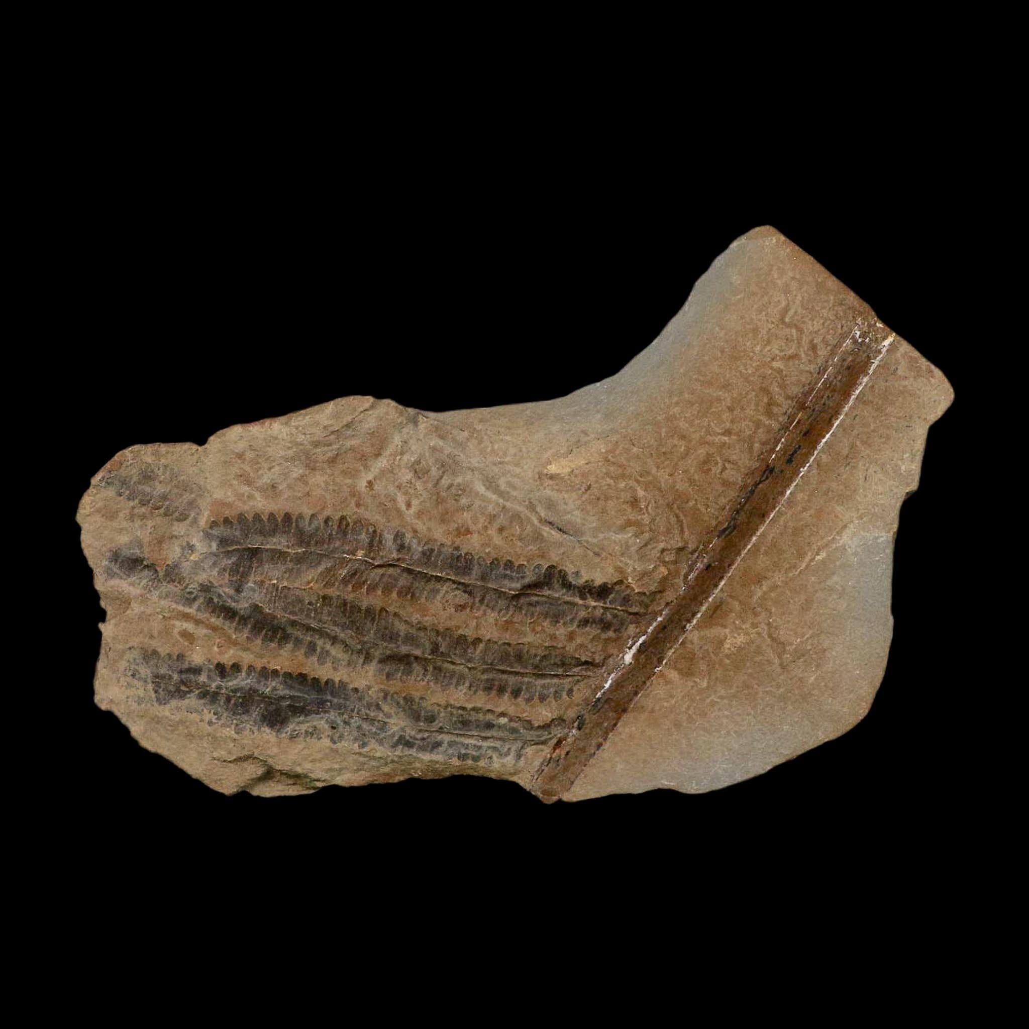 4.6" Pecopteris Fossil Leaves Mazon Creek Nodule Pennsylvanian Age Split-Pair - Fossil Age Minerals