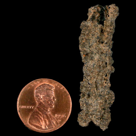 1.7" Fulgurite Petrified Lighting Strike Glass Sahara Desert Algeria - Fossil Age Minerals