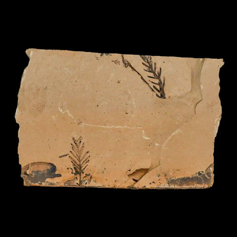 3" Detailed Fossil Plant Leafs Metasequoia Dawn Redwood Oligocene Age MT COA - Fossil Age Minerals