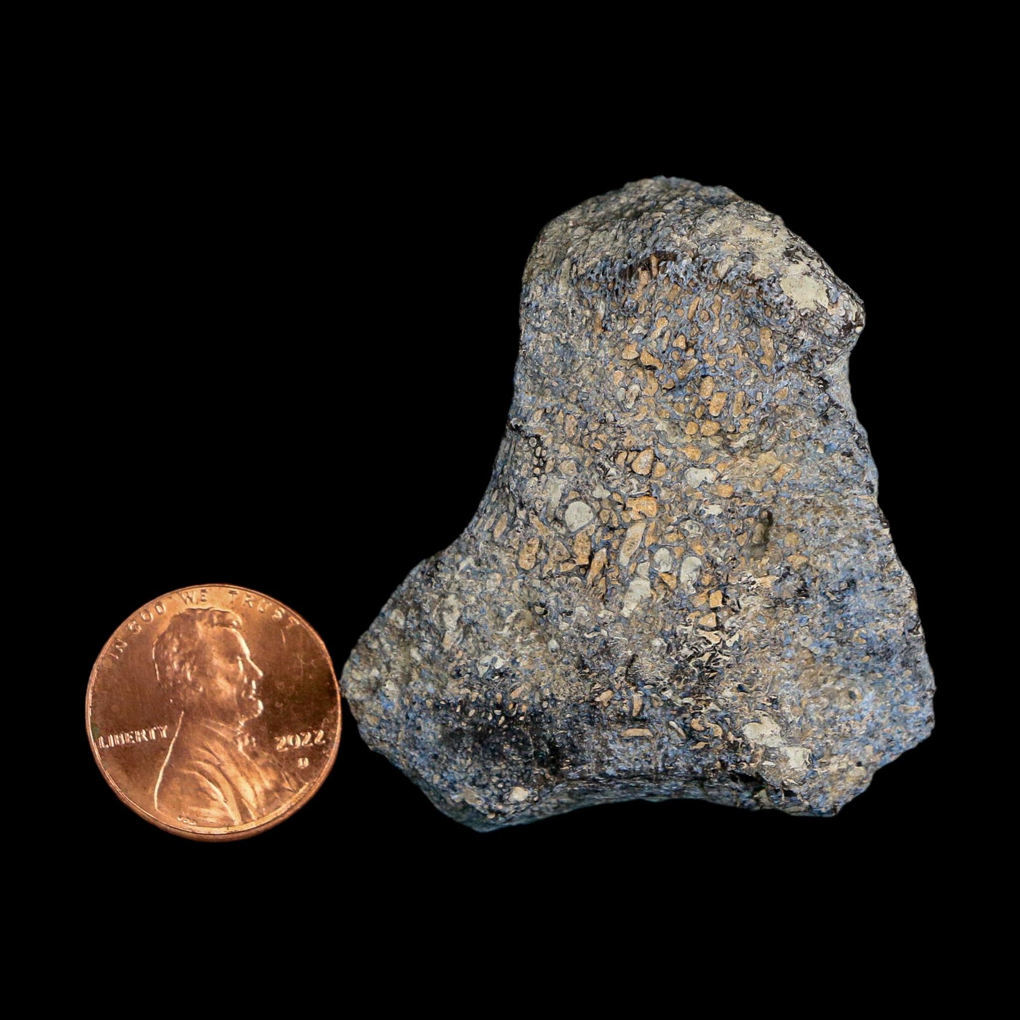 1.9" Stegosaurus Fossil Bone Specimen Morrison FM Wyoming Jurassic Age Dinosaur COA