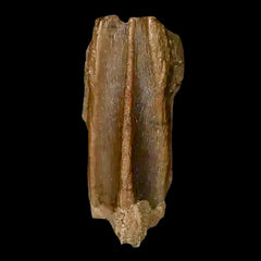 Corythosaurus Fossil Teeth