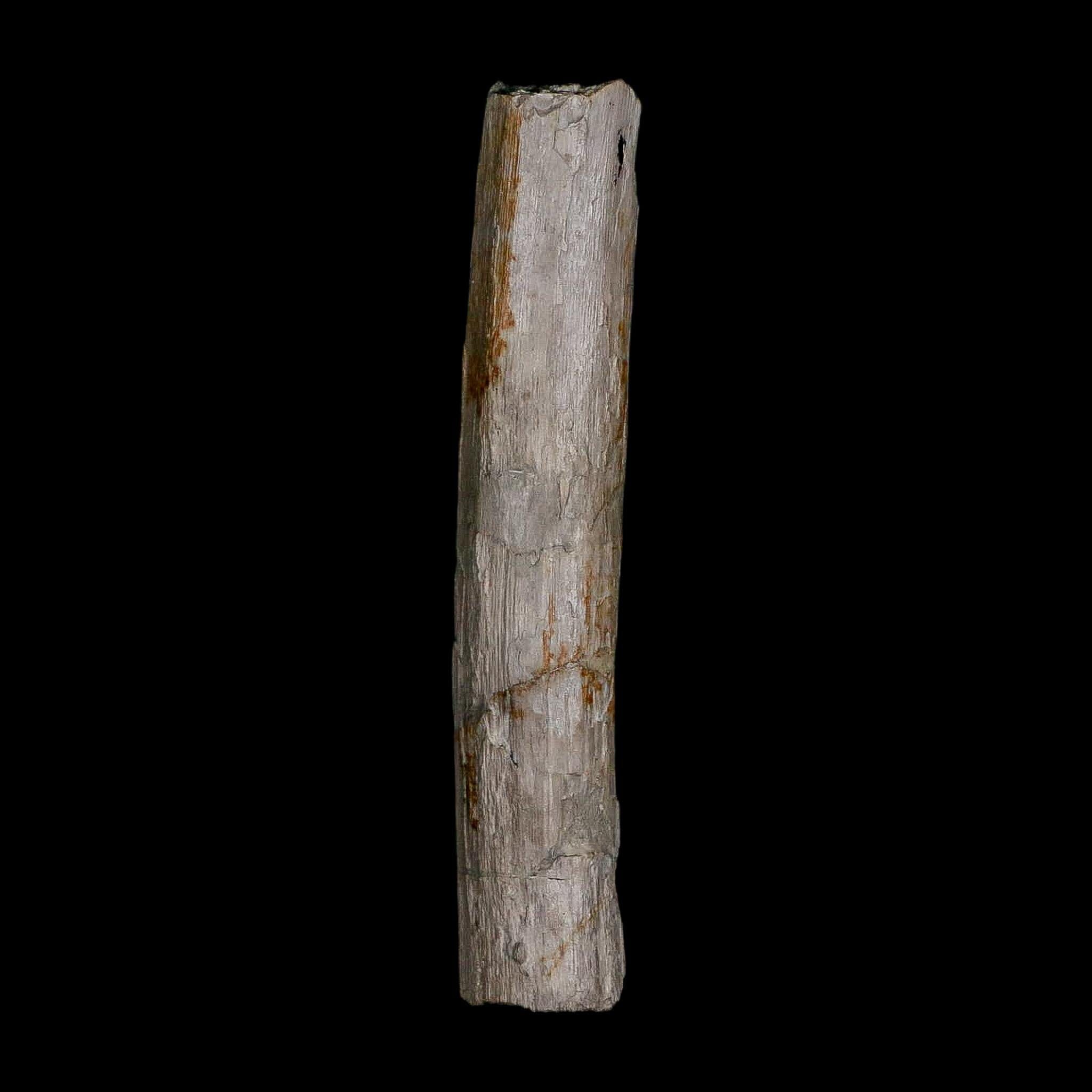 3.9" Phytosaur Fossil Rib Bone Late Triassic Age Archosaur Chinle FM, AZ COA - Fossil Age Minerals