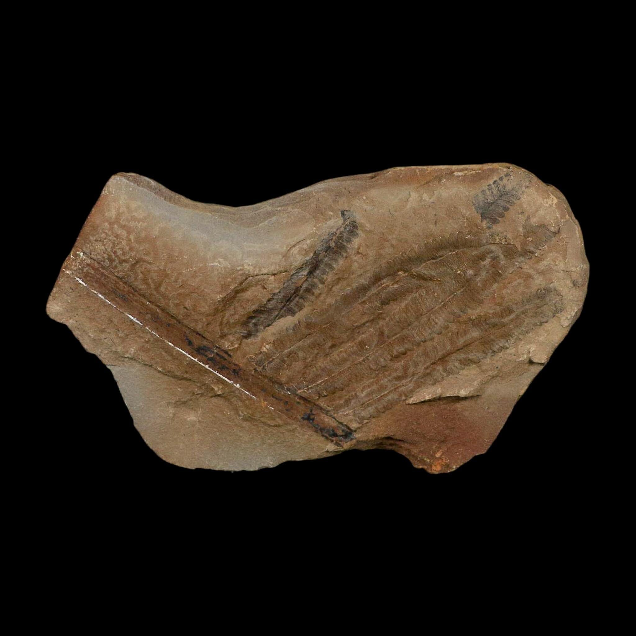 4.6" Pecopteris Fossil Leaves Mazon Creek Nodule Pennsylvanian Age Split-Pair - Fossil Age Minerals