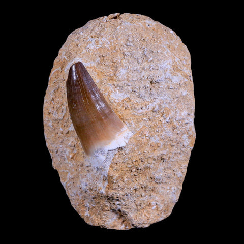 1.7" Mosasaur Prognathodon Fossil Tooth In Matrix Cretaceous Dinosaur Era COA - Fossil Age Minerals