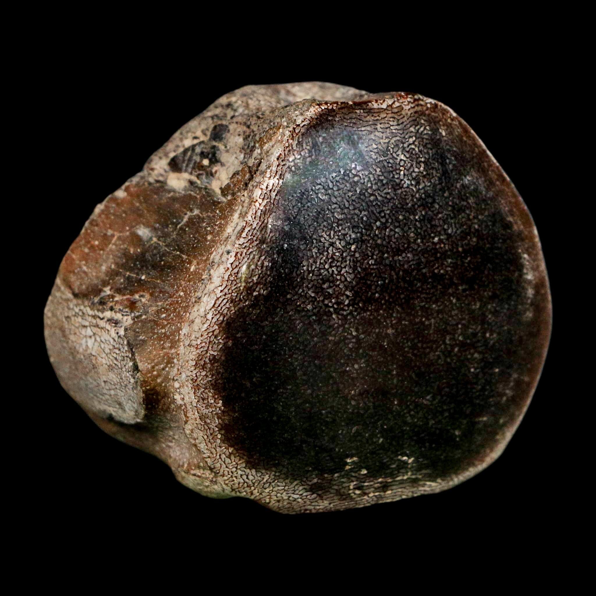 2" Mosasaur Fossil Polished Vertebrae Cretaceous Dinosaur Era TX Ozan FM COA, Stand - Fossil Age Minerals