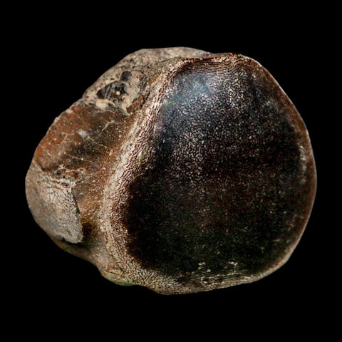 2" Mosasaur Fossil Polished Vertebrae Cretaceous Dinosaur Era TX Ozan FM COA, Stand - Fossil Age Minerals