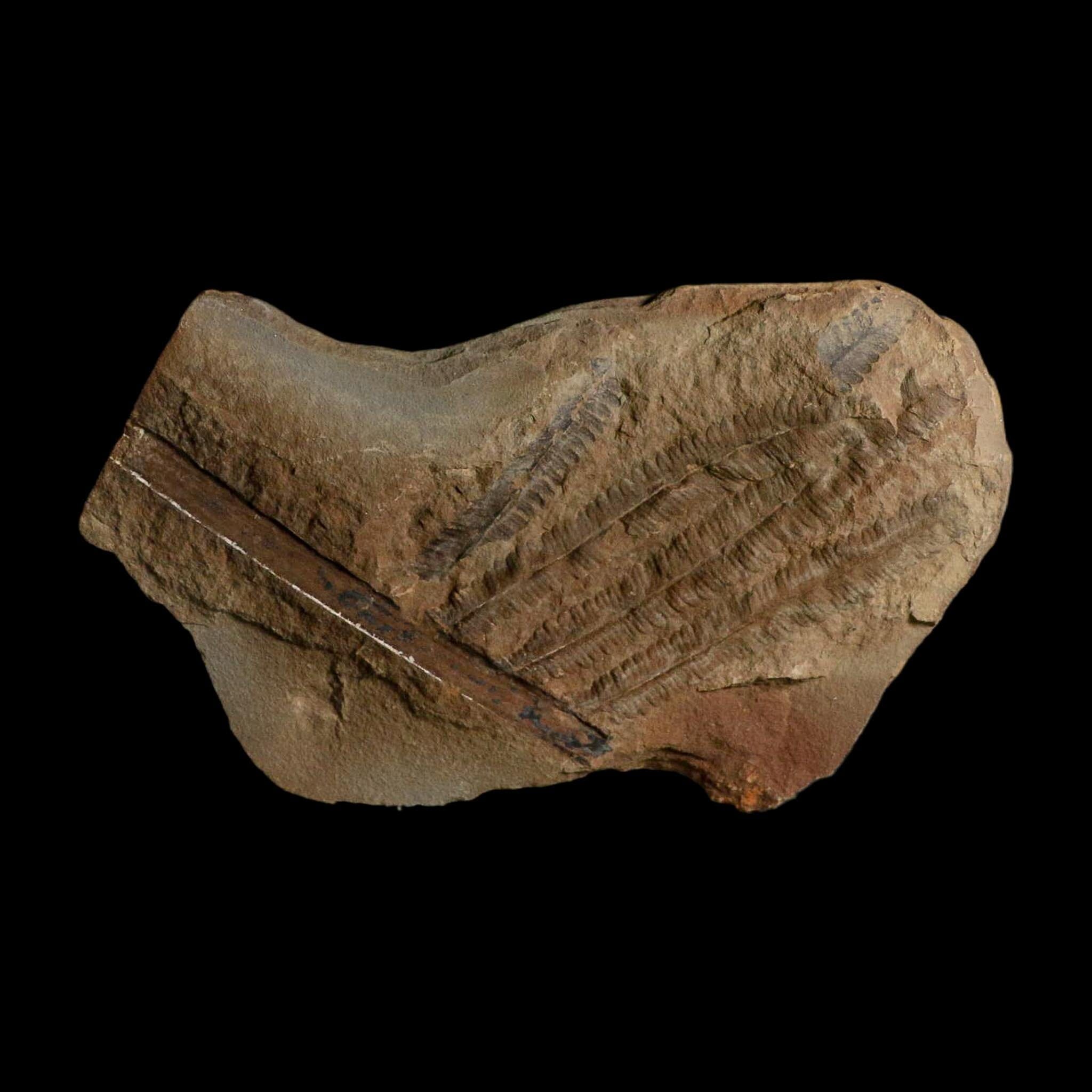 4.6" Pecopteris Fossil Leaves Mazon Creek Nodule Pennsylvanian Age Split-Pair - Fossil Age Minerals
