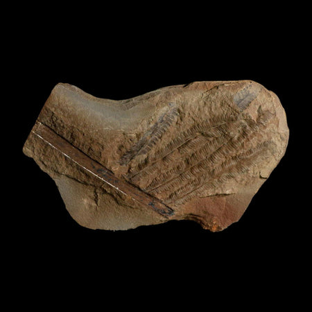 4.6" Pecopteris Fossil Leaves Mazon Creek Nodule Pennsylvanian Age Split-Pair