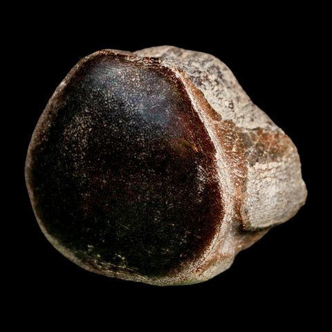 2" Mosasaur Fossil Polished Vertebrae Cretaceous Dinosaur Era TX Ozan FM COA, Stand - Fossil Age Minerals