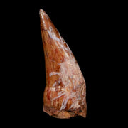 0.9" Phytosaur Fossil Tooth Triassic Age Archosaur Redonda FM NM COA & Display