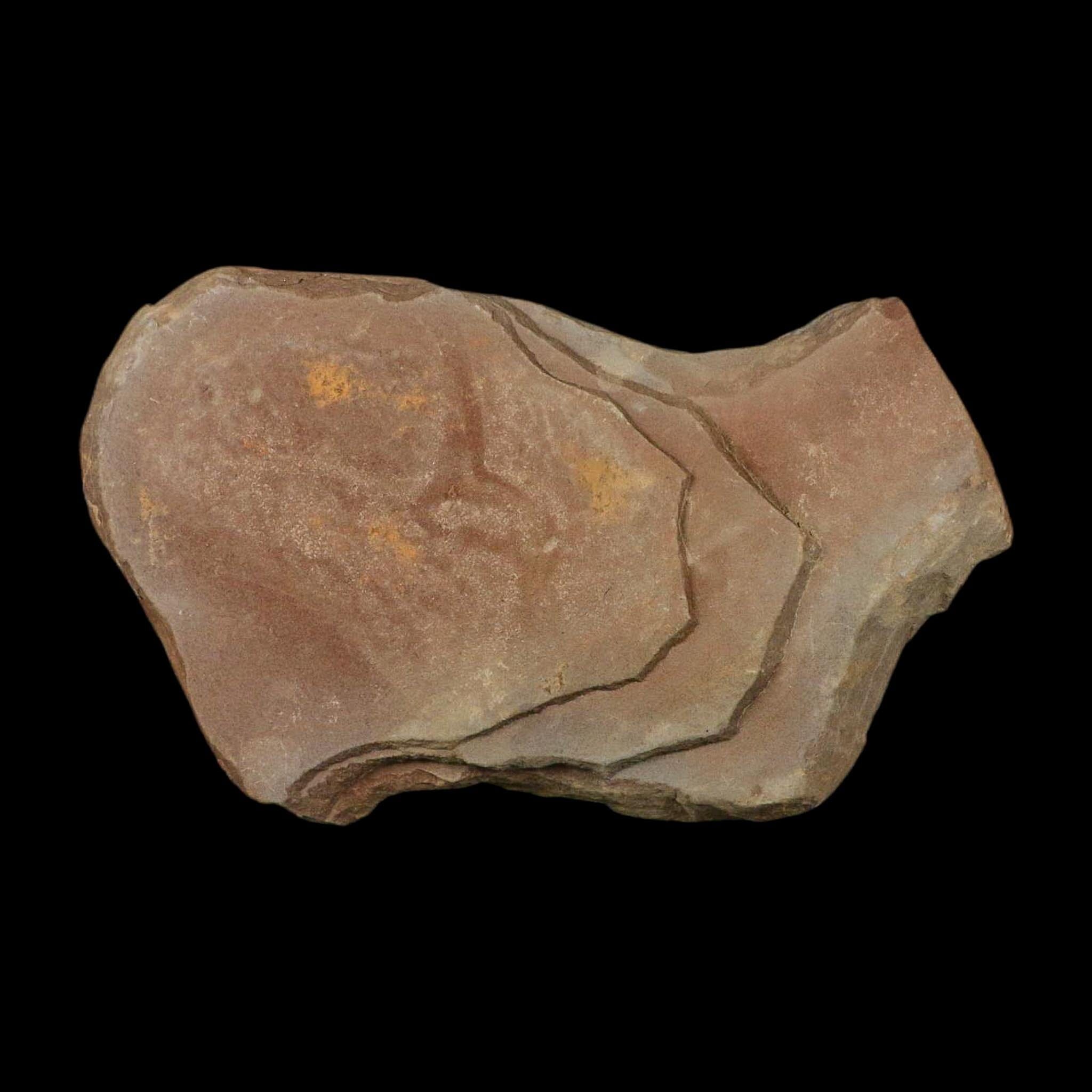 4.6" Pecopteris Fossil Leaves Mazon Creek Nodule Pennsylvanian Age Split-Pair - Fossil Age Minerals